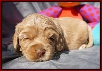 Calla Flicker pups 3 wks old 71