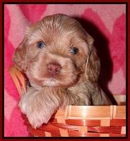 Calla Flicker pups 4 wks old 121