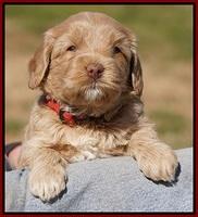 Calla Flicker pups 4.5 wks old 71