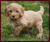 Calla Flicker pups 6 wks old 1 028