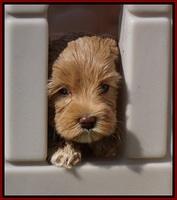 Calla Flicker pups 6 wks old 810