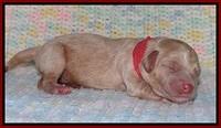 Calla Flicker pups newborn 91