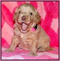 Calla Flicker pups 4 wks old 11