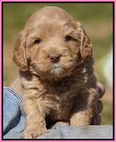 Calla Flicker pups 4.5 wks old 101