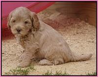 Calla Flicker pups 5 wks old 810