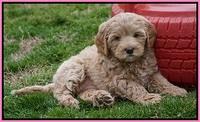 Calla Flicker pups 7 wks old 11