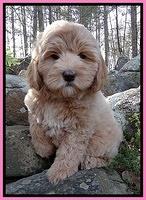 Calla flicker pup 8 wks old pink 003