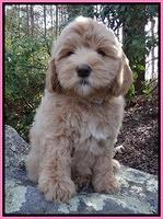 Calla flicker pup 8 wks old pink 021