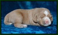 Calla Flicker pups 2 wks old #2 033