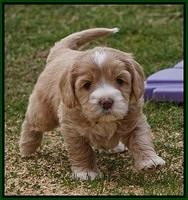 Calla Flicker pups 5 wks old 1810