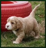 Calla Flicker pups 5 wks old 2310