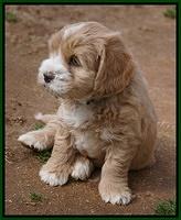 Calla Flicker pups 6 wks old 3210