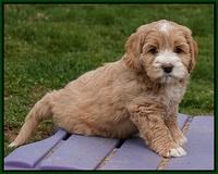 Calla Flicker pups 7 wks old 161