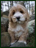 Calla Flicker pups 8 wks old 1 226