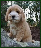 Calla Flicker pups 8 wks old 1 235