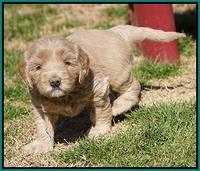 Calla Flicker pups 4.5 wks old 181