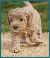 Calla Flicker pups 5 wks old 2410