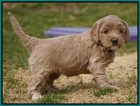 Calla Flicker pups 5 wks old 2610