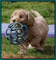 Calla Flicker pups 6 wks old 3310