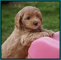 Calla Flicker pups 6 wks old 3510