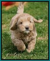 Calla Flicker pups 6 wks old 3810