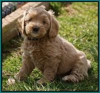 Calla Flicker pups 6 wks old 3910
