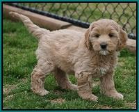 Calla Flicker pups 7 wks old 251