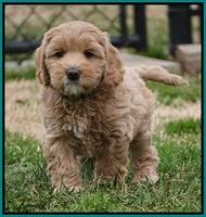 Calla Flicker pups 7 wks old 271