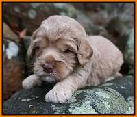 Calla Flicker pups 3 wks old 291