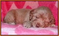 Calla Flicker pups 4 wks old 281