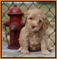 Calla Flicker pups 6 wks old 1 006