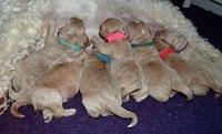Calla Flicker pups 1 wk old 11