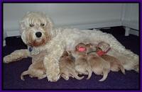 Calla Flicker pups 1 wk old 21