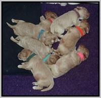 Calla Flicker pups 1 wks old 1 069