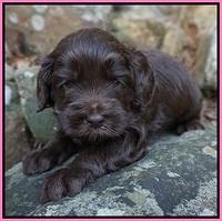 Macy Ollie pups 4 wks old 21
