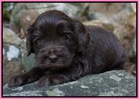 Macy Ollie pups 4 wks old 31