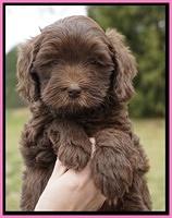 Macy Ollie pups 6 wks old 11