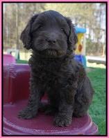 Macy Ollie pups 6 wks old 21