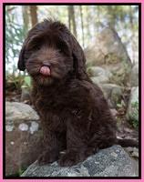 Macy Ollie pups 8 wks old 31