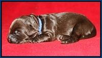 Macy Ollie pups 1 wk old 3200