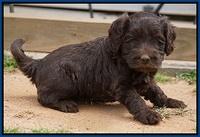 Macy Ollie pups 5 wks old 720