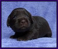 Macy Ollie pups 3 wks old 1 045