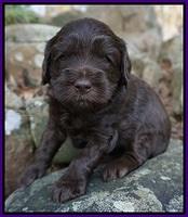 Macy Ollie pups 4 wks old 61
