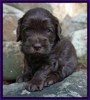 Macy Ollie pups 4 wks old 71