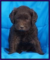 Macy Ollie pups 5 wks old 1220
