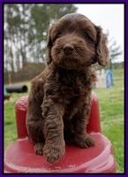 Macy Ollie pups 6 wks old 121