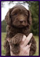 Macy Ollie pups 6 wks old 81