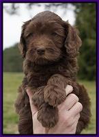 Macy Ollie pups 6 wks old 91