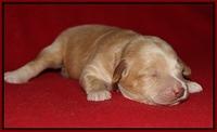 Macy Ollie pups 1 wk old 10200
