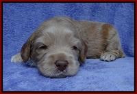 Macy Ollie pups 3 wks old 1 059